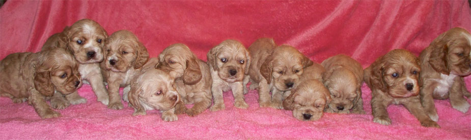 american cocker spaniel puppies new born