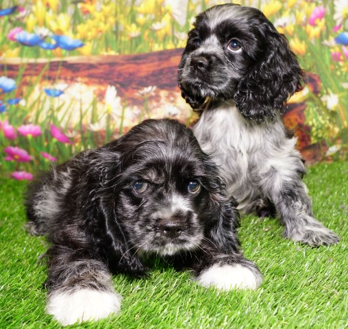 blue roan and tan cocker spaniel puppy