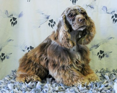 Cocker Spaniel: From Pup to Full-Grown Beauty