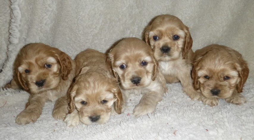 5 week old cocker spaniel puppies