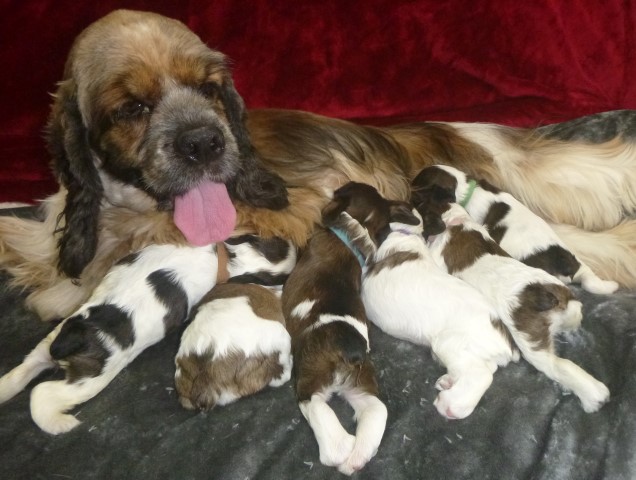 AKC Cocker Spaniel Puppies