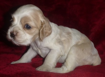 AKC Cocker Spaniel Puppies