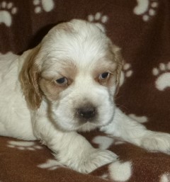 AKC Cocker Spaniel Puppies