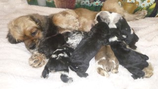 AKC Cocker Spaniel Puppies