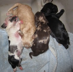 AKC Cocker Spaniel Puppies