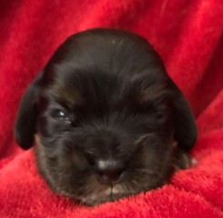 AKC Cocker Spaniel Puppies