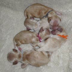 AKC Cocker Spaniel Puppies