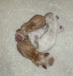 AKC Cocker Spaniel Puppies