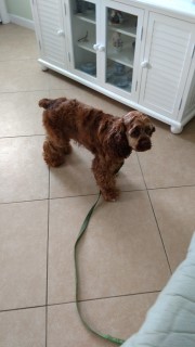 AKC Cocker Spaniel Puppies