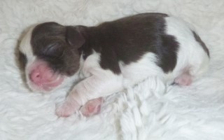 AKC Cocker Spaniel Puppies