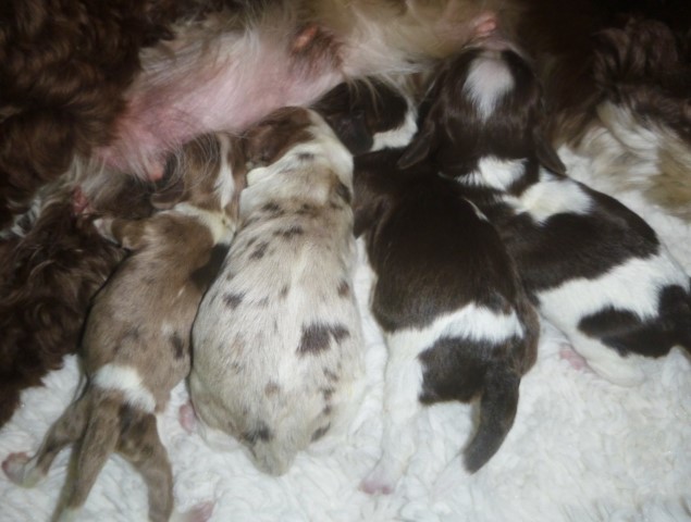 AKC Cocker Spaniel Puppies