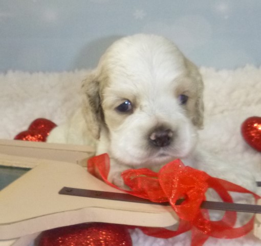 AKC Cocker Spaniel Puppies