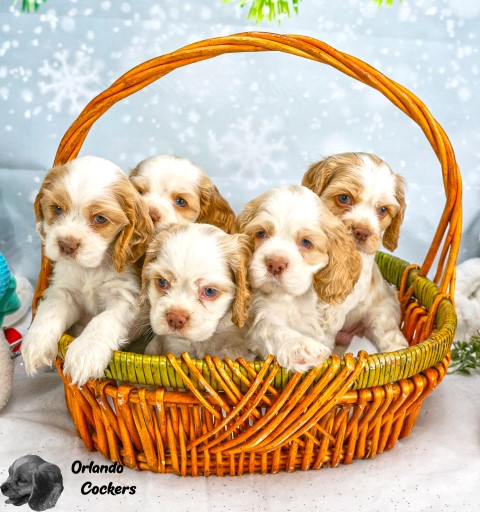 AKC Cocker Spaniel Puppies
