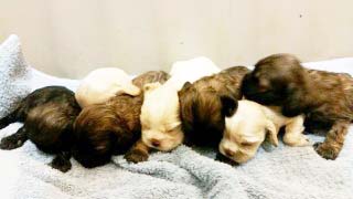 AKC Cocker Spaniel Puppies