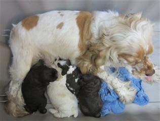 AKC Cocker Spaniel Puppies