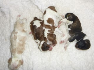 AKC Cocker Spaniel Puppies