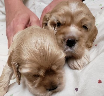 AKC Cocker Spaniel Puppies