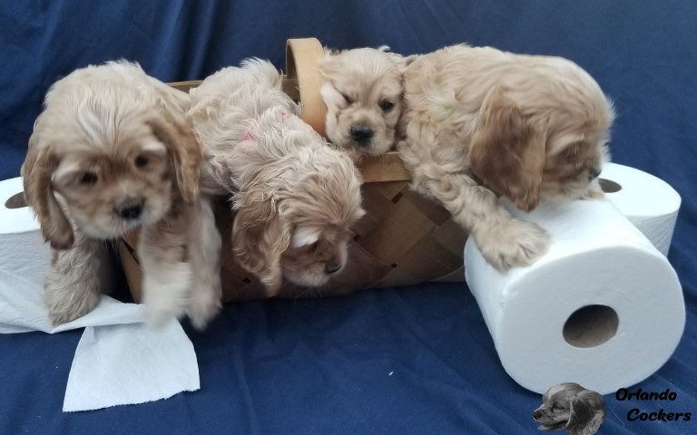 AKC Cocker Spaniel Puppies