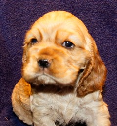 AKC Cocker Spaniel Puppies