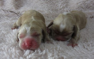 AKC Cocker Spaniel Puppies