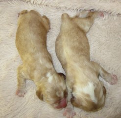 AKC Cocker Spaniel Puppies