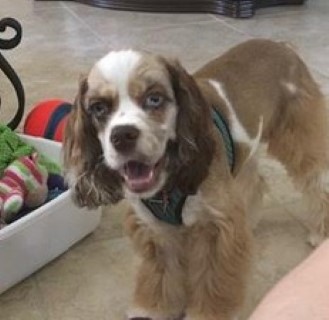 AKC Cocker Spaniel Puppies