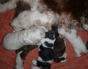 AKC Cocker Spaniel Puppies