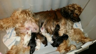 AKC Cocker Spaniel Puppies