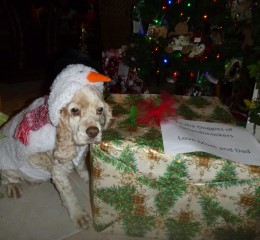 AKC Cocker Spaniel Puppies