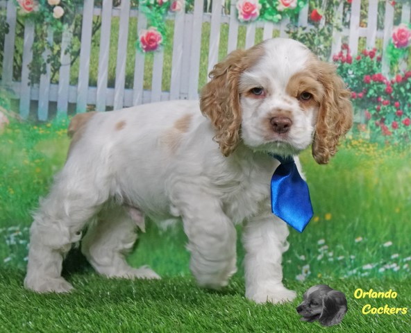 The Joey Casanova - "Joey" Parti cocker with buff-red markings