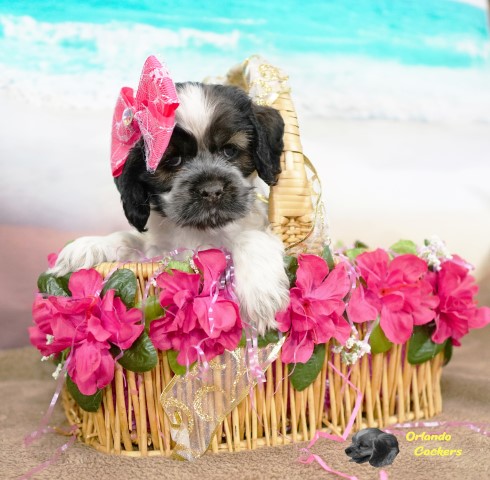 Arianna basket 6 weeks