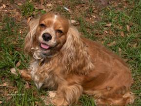 Tiffany buff retired