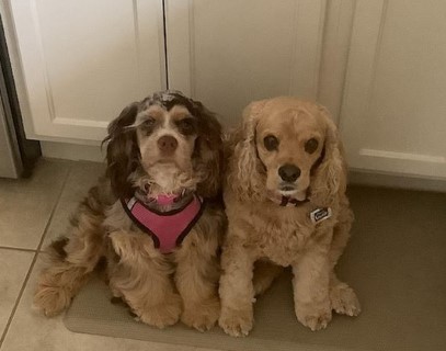 buff chocolate merle