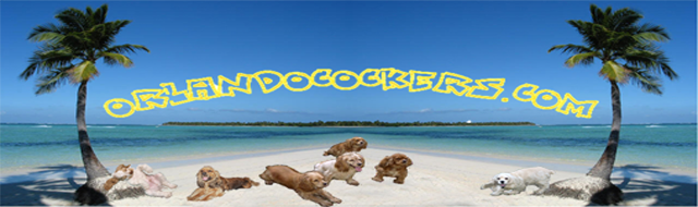 OrlandoCockers Banner