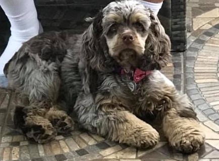 chocolate and tan marking merle