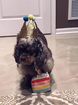 chocolate and tan marking merle