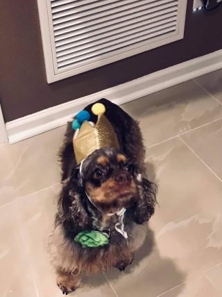 chocolate and tan marking merle