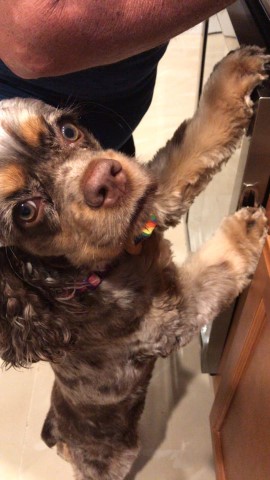 chocolate and tan marking merle