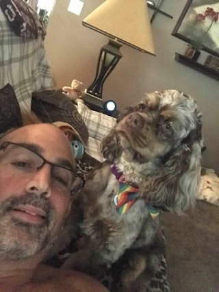 chocolate and tan marking merle