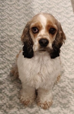 black tipped sable parti