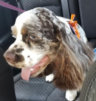 Merle Chocolate parti