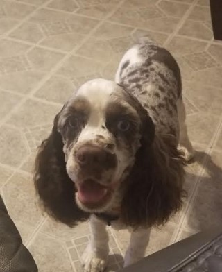 Merle chocloate parti