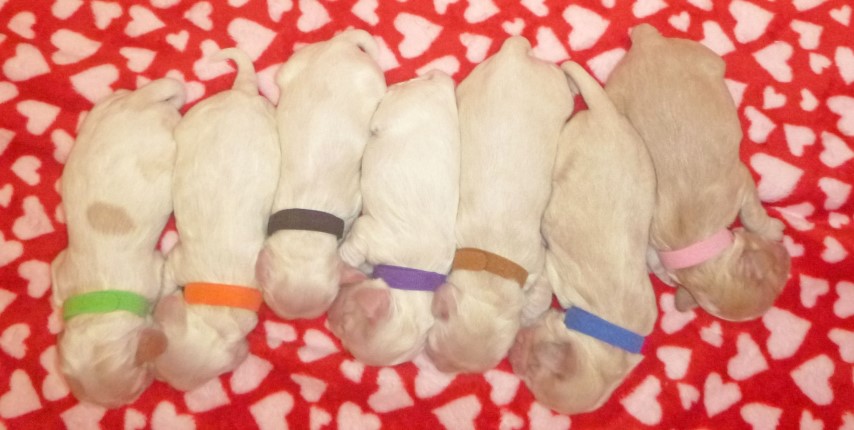 From the top in color order