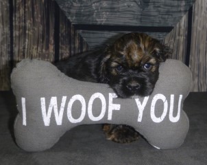 woof