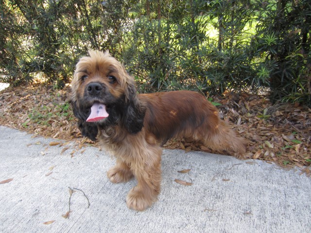Roxy