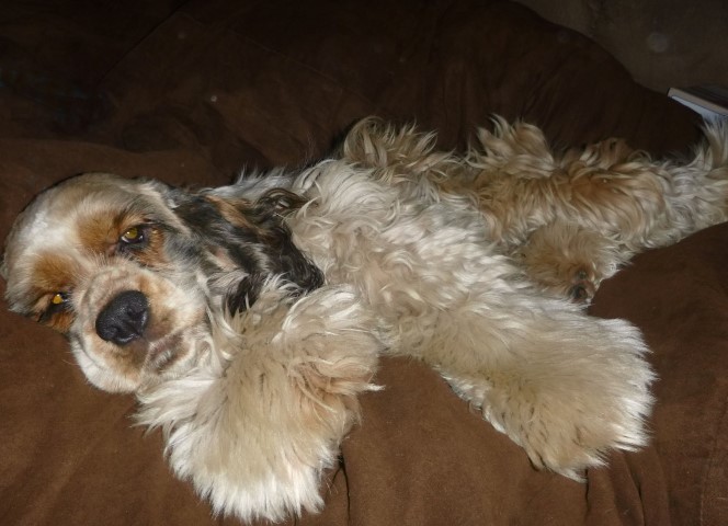 Bandit