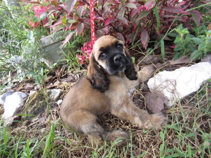 taz