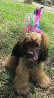 roxy