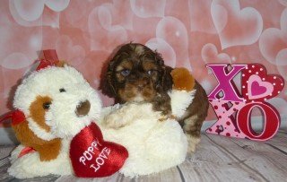 Past Puppies Header