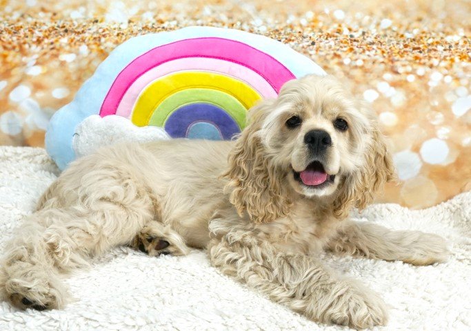 Rayne rainbow